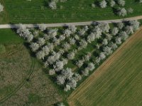 Kirschblüte  Kirschblüte bei Rüsselbach : Luftaufnahmen Luftbild