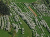 Kirschblüte  Kirschblüte bei Rüsselbach : Luftaufnahmen Luftbild